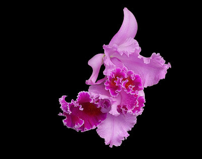 Orchid Mania, Cleveland Botanical Gardens Feb 2012