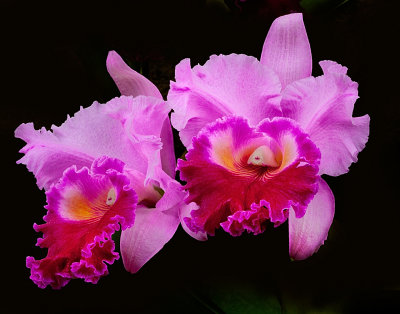 Orchid Mania, Cleveland Botanical Gardens Feb 2012