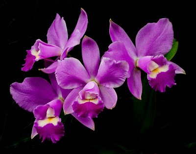 Orchid Mania, Cleveland Botanical Gardens Feb 2012