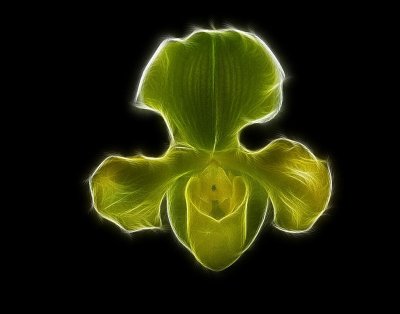 Orchid Mania, Cleveland Botanical Gardens Feb 2012