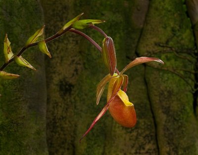 Orchid Mania, Cleveland Botanical Gardens Feb 2012