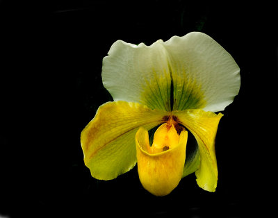 Orchid Mania, Cleveland Botanical Gardens Feb 2012