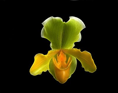 Orchid Mania, Cleveland Botanical Gardens Feb 2012
