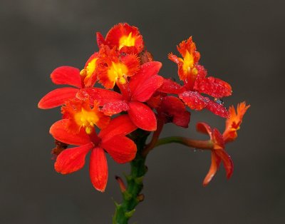 IMG_2126 resize Lightroom_-70 lab crop.jpg