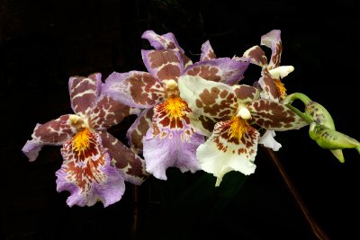 IMG_1979 lab.jpg