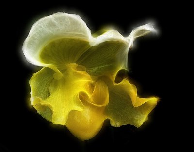 Glowing Orchid
