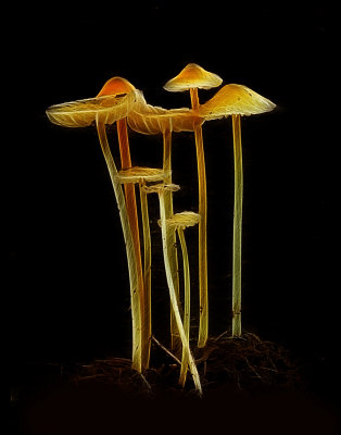 Miniature Mushrooms Mycena