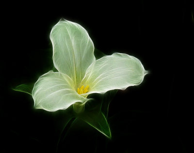 common trillium