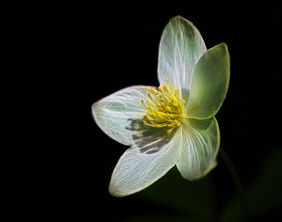 wood anemone