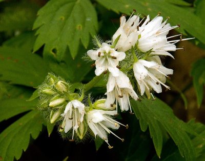 Virginia Waterleaf