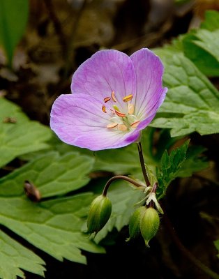 Wild Geranium