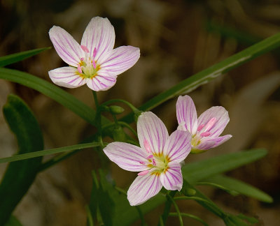 Spring Beauty