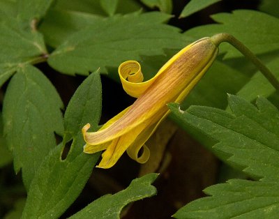 Trout Lily