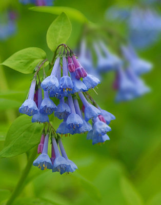 Bluebells, Tinker Creek, Ohio