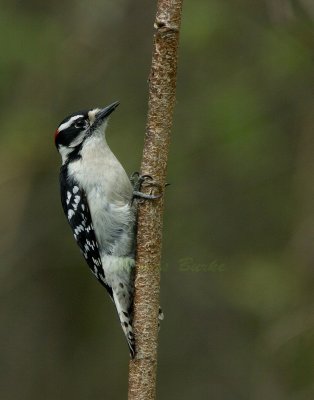 Hairy Woodpecker