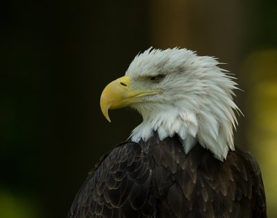 Owls, Hawks at Back to the Wild, Castilia, Ohio