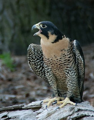 Peregrine Falcon