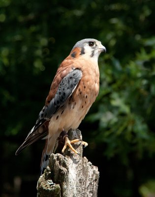 American Kestrel