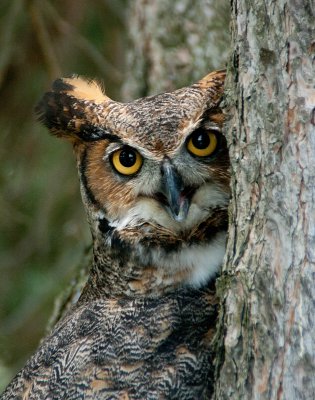 Great Horned Owl