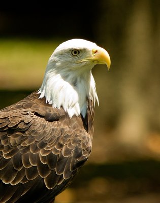 Bald Eagle