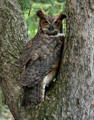 Great Horned Owl