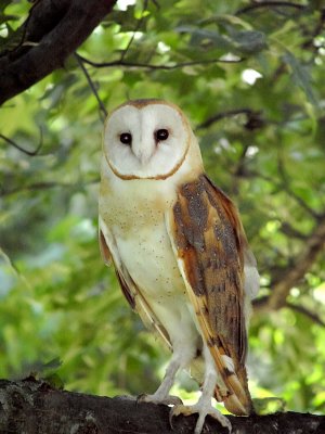 Barn Owl