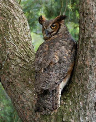 Great Horned Owl