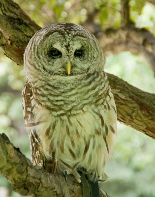 Barred Owl