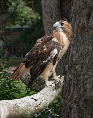 Red Tailed Hawk