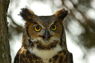 Great Horned Owl