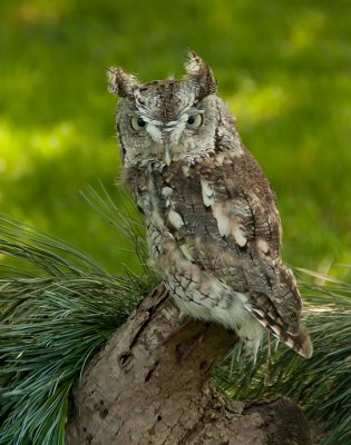 Screech Owl