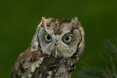 Owls, Hawks at Back to the Wild, Castilia, Ohio