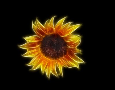 Sunflower Aflame. Cleveland Botanical Garden