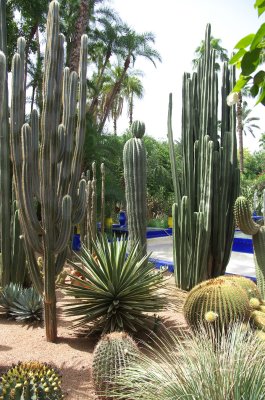 088 2011-08-03  Marrakech; Jardin Majorelle Yves Saint Laurent.jpg