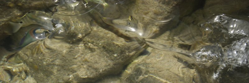 fish somersaulting