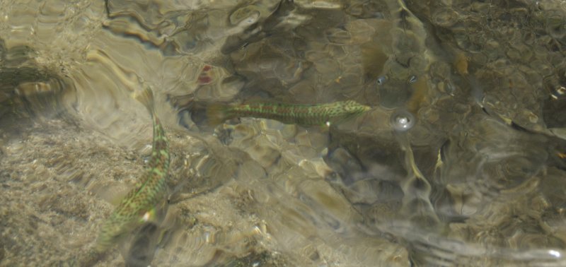 green and orange ones