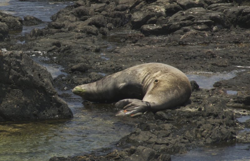 Hawaiian monk seal