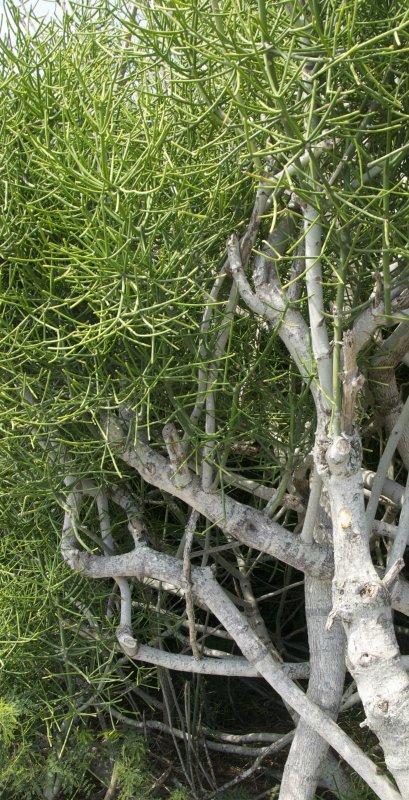 sturdy tree