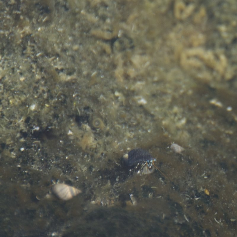periwinkle snail and hermit crab