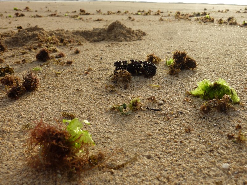 seaweed