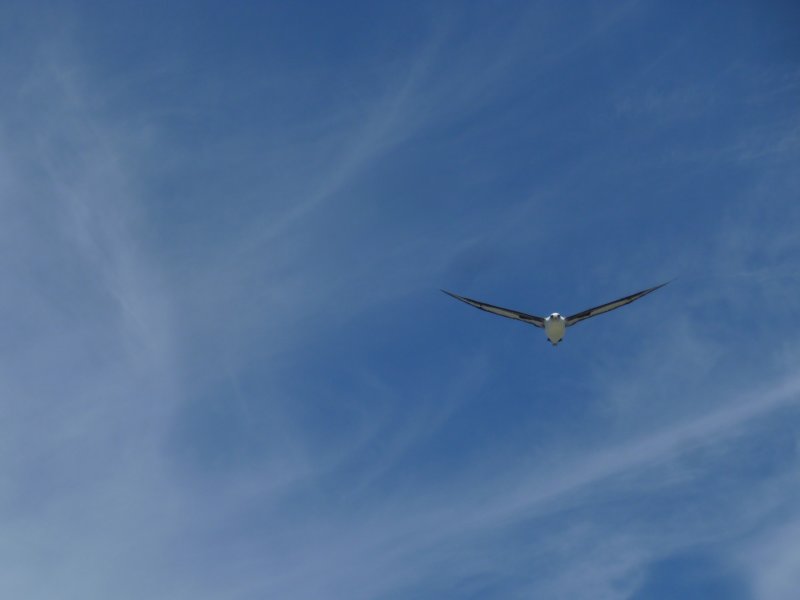 laysan albatross