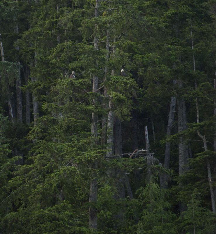 Eagles in trees