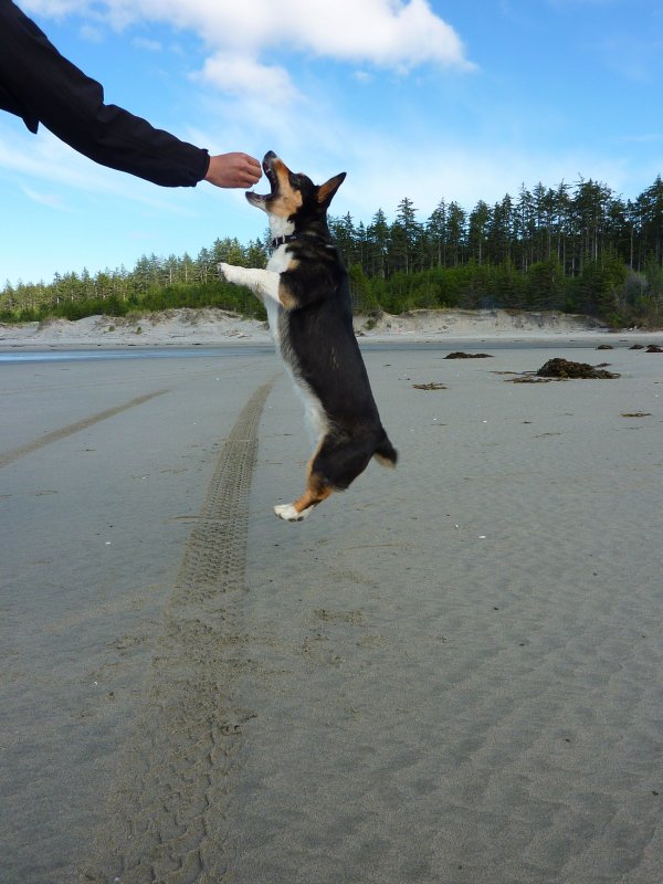 Treat on a beach