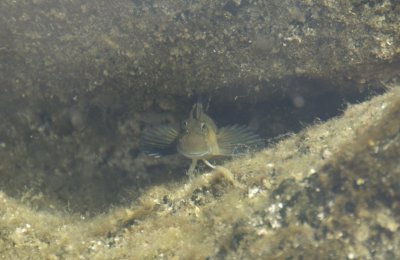 brown tidepool goby
