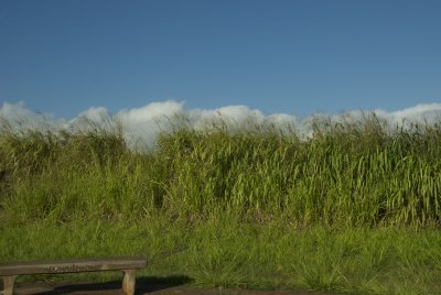 aloha bench along highway H2