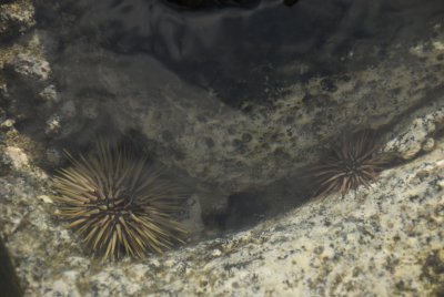 sea urchins in the tide pool