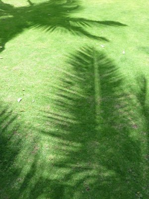 coconut tree leaf shadows