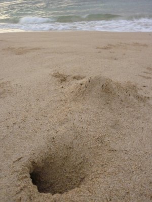 crab hole