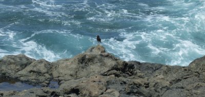 same bird on lava rock