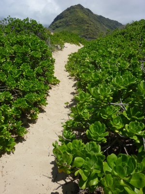 path flanked by Naupaka bushes